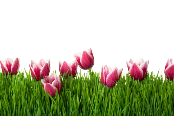 Trawa i różowe kwiaty tulipan biały na białym tle / copy — Zdjęcie stockowe