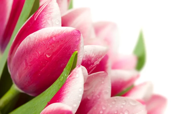 Růžové tulipány kapkami vody na bílém pozadí / copy prostoru fo — Stock fotografie