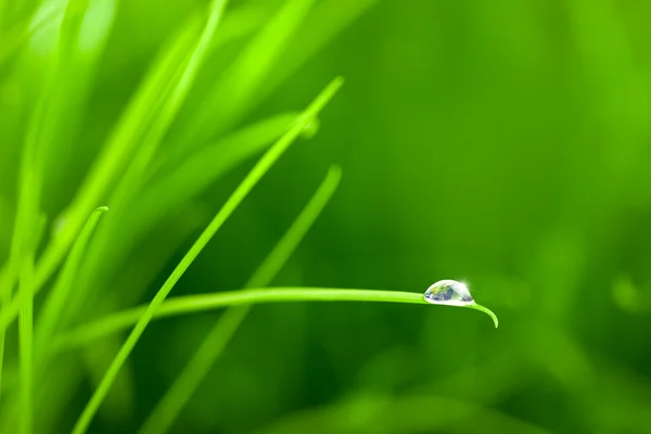 Mondo in una goccia d'acqua su erba / con spazio di copia — Foto Stock
