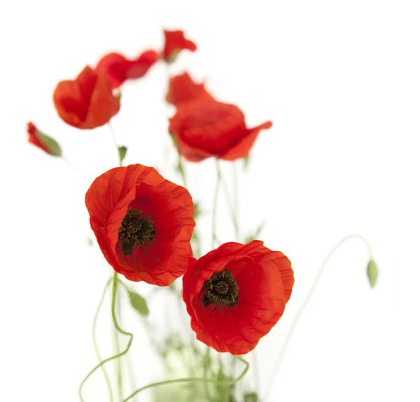 Natural Fresh Poppies isolated on white / focus on foreground — Stock Photo, Image