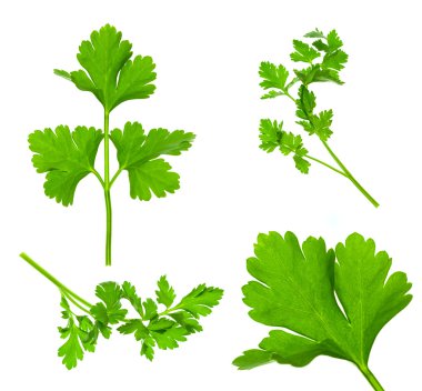 Collection of Parsley Twigs / Macro and SuperMacro / XXXL size clipart