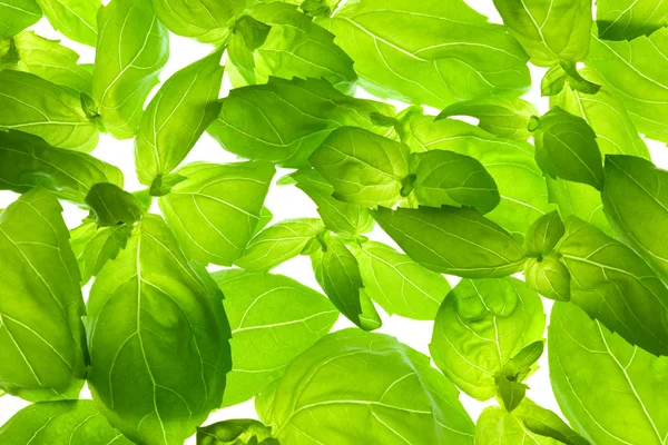 Fresh Basil Leaves close-up baggrund / baggrundsbelyst - Stock-foto