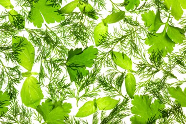 Fresh Basil, Parsley and Dill / background / isolated on white /