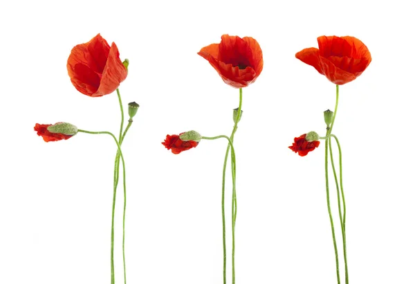 Trio de flores de papoilas vermelhas isoladas em branco — Fotografia de Stock