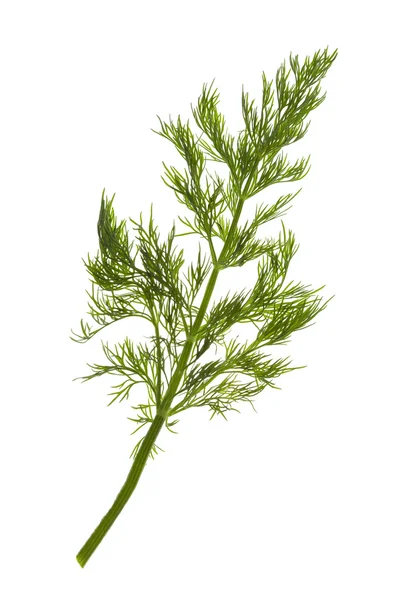 Fresh Dill / close-up / isolate on white — Stock Photo, Image