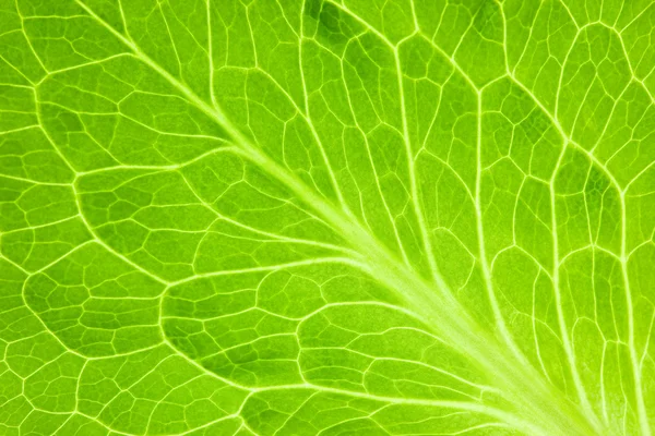 Frisches grünes Blatt / Super-Makro — Stockfoto