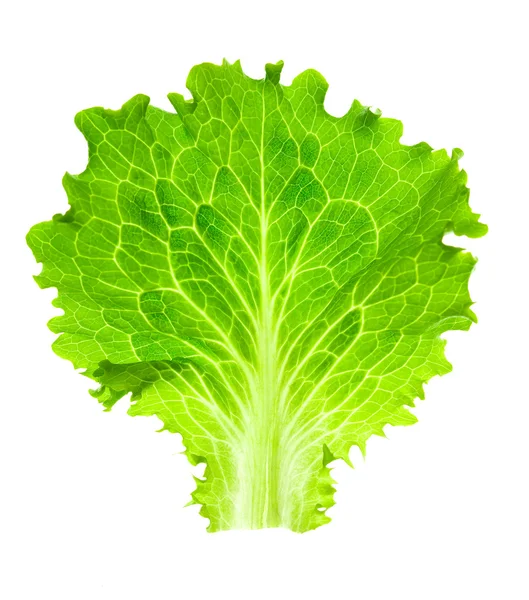 Frischer Salat / ein Blatt isoliert auf weißem Hintergrund / Nahaufnahme — Stockfoto