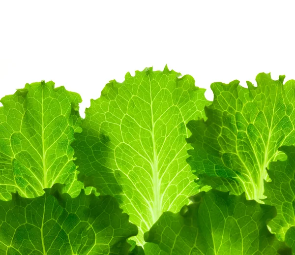 Frischer Salat / Blätter isoliert auf weißem Hintergrund / Nahaufnahme — Stockfoto