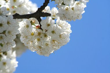 Spring flowering clipart