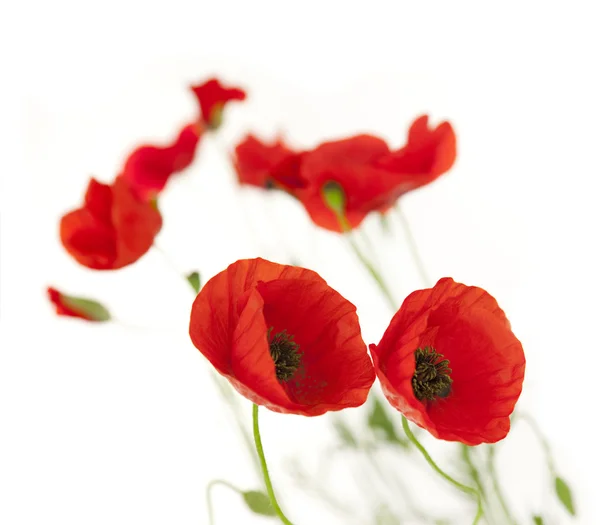 Fresh Poppies isolated on white background / focus on the foreg — Stock Photo, Image