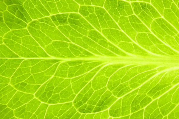 Fresh Green Leaf of Lettuce / Super Macro — Stock Photo, Image