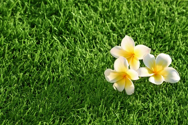 Çim arka plan ve çiçekler — Stok fotoğraf