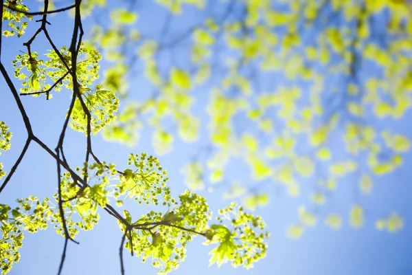 Молоде весняне листя проти неба — стокове фото