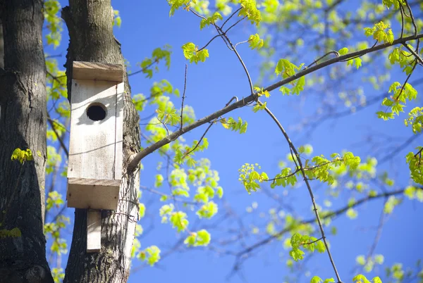 บ้านนกและใบไม้ผลิหนุ่ม — ภาพถ่ายสต็อก