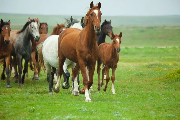 Rennende paarden — Stockfoto
