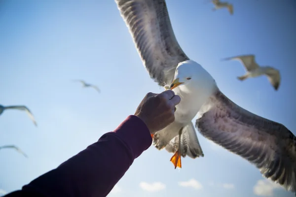 Feeding Seagull / Concept — Stock Photo, Image