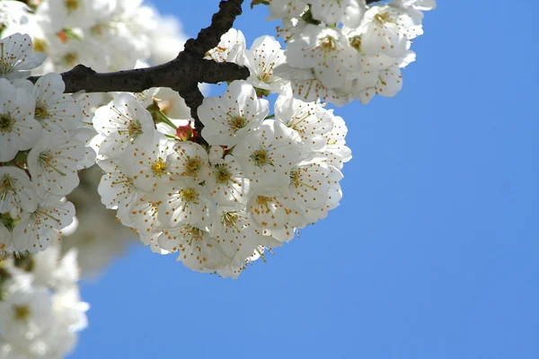 Bahar çiçekkwitnące wiosną — Stok fotoğraf