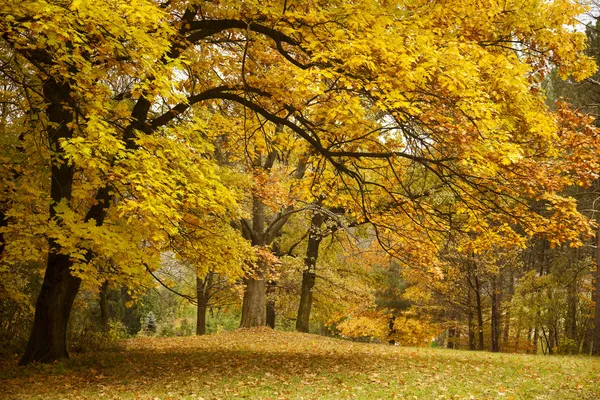 Bir parkta sonbahar / altın ağaçlar — Stok fotoğraf