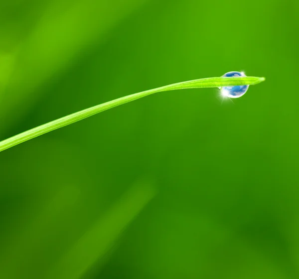 Dewdrop with Sky reflection on Blade of Grass / copy space backg — Stock Photo, Image