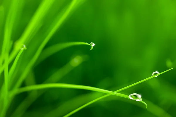 Gocce d'acqua su erba con Sparkle / spazio copia — Foto Stock