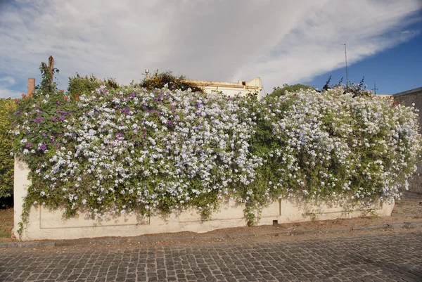 Стена с цветами — стоковое фото