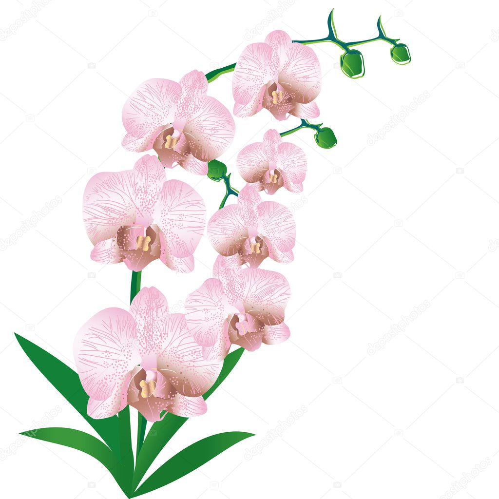 Stylized orchid