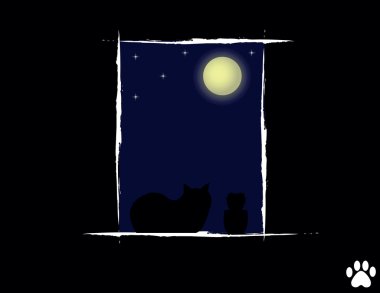 kedi içinde gece seyir