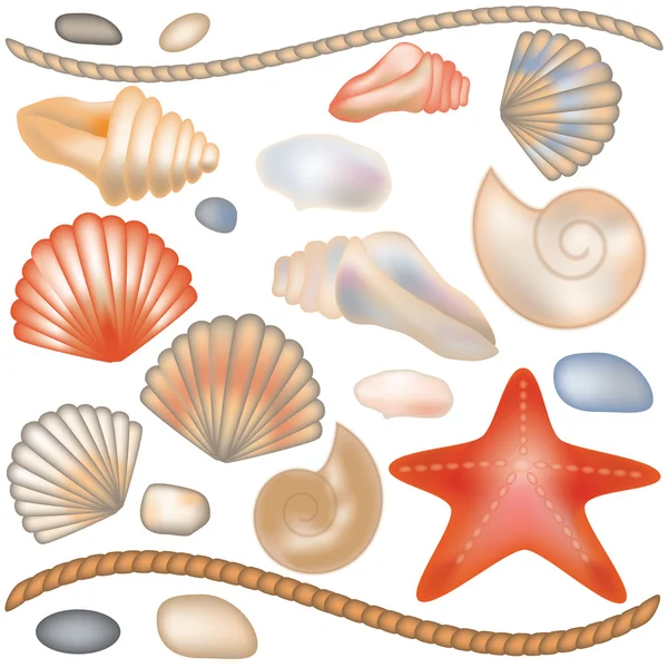 Conjuntos conchas e estrelas do mar isoladas, ilustração vetorial —  Vetores de Stock