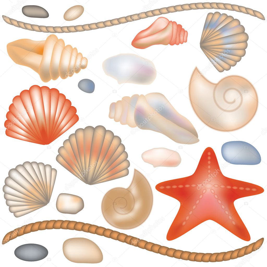 Set seashells and starfish isolated, vector illustration