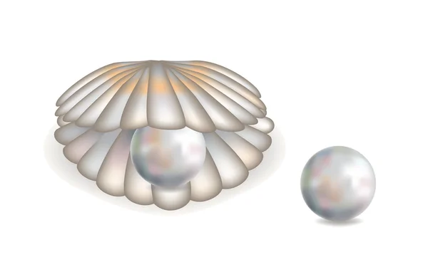 Wunderschöne Muschel mit Perlen-Isolierung, Vektorillustration — Stockvektor