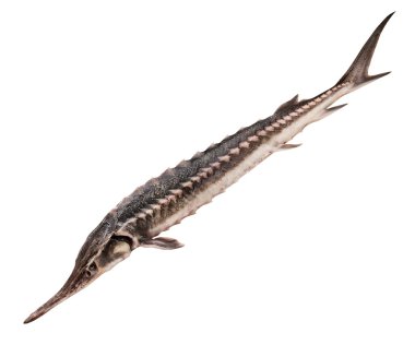 Whole sturgeon clipart