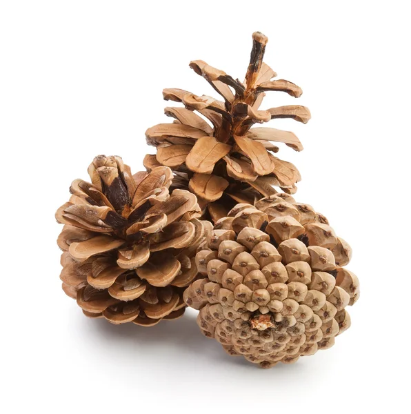 stock image Pine cones