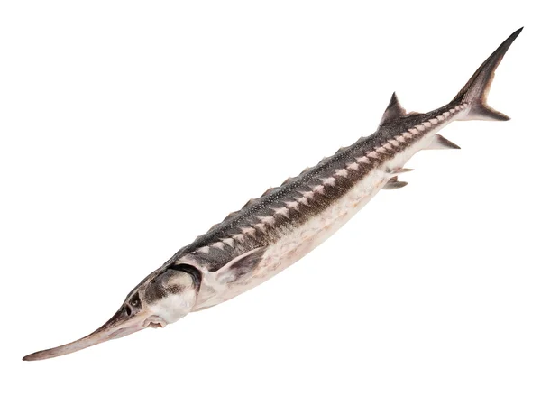 Whole sturgeon — Stock Photo, Image