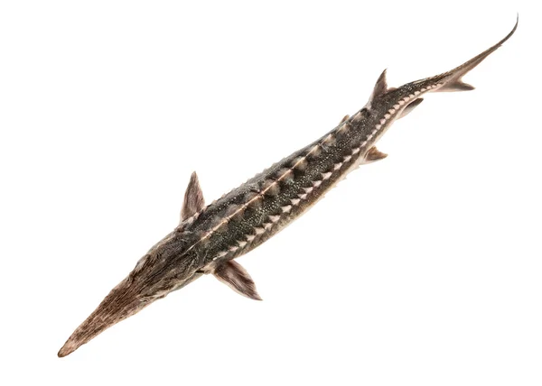 stock image Whole sturgeon