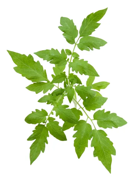 Томатний листя — стокове фото