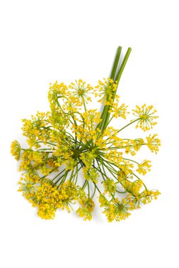 Macro of dill flower clipart