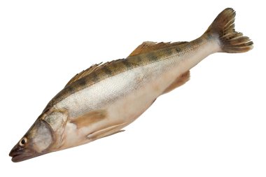 Pike-perch fish clipart