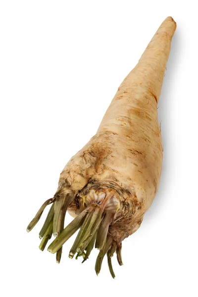 A parsnip root against white background — Zdjęcie stockowe