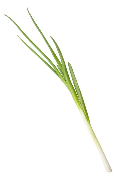 Świeże zielone cebule na białym tle — Zdjęcie stockowe