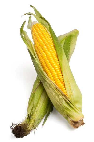 Вухо кукурудзи ізольовано на білому фоні — стокове фото