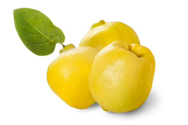 Apple - quince — Stock Photo, Image