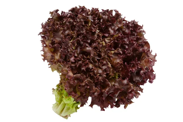 stock image Red lettuce