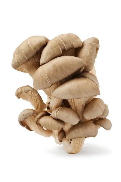 오이스터 버섯 — 스톡 사진