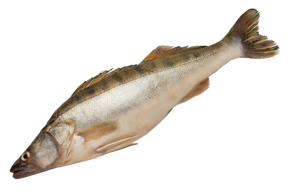 Pike-perch fish — Stock Photo, Image