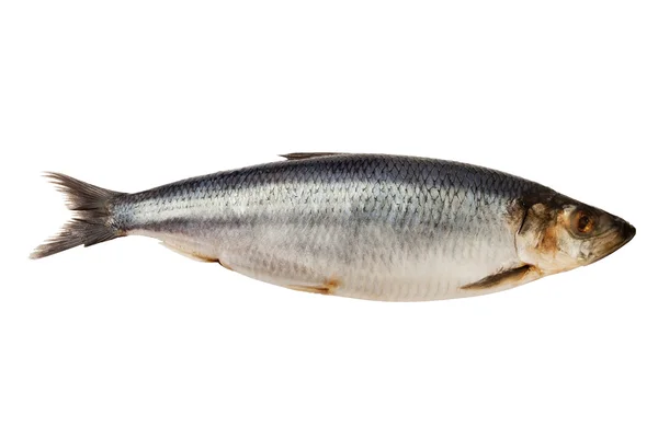 ニシンの魚 — ストック写真