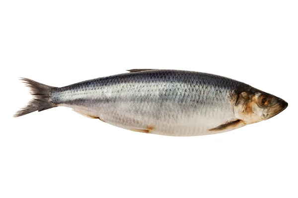 stock image Herring fish