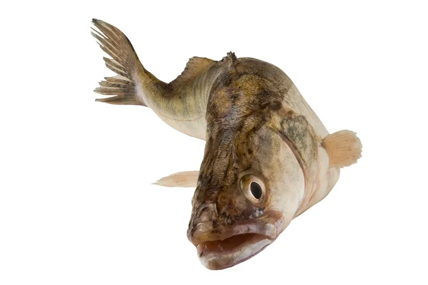 파이크-농 어 물고기 — 스톡 사진