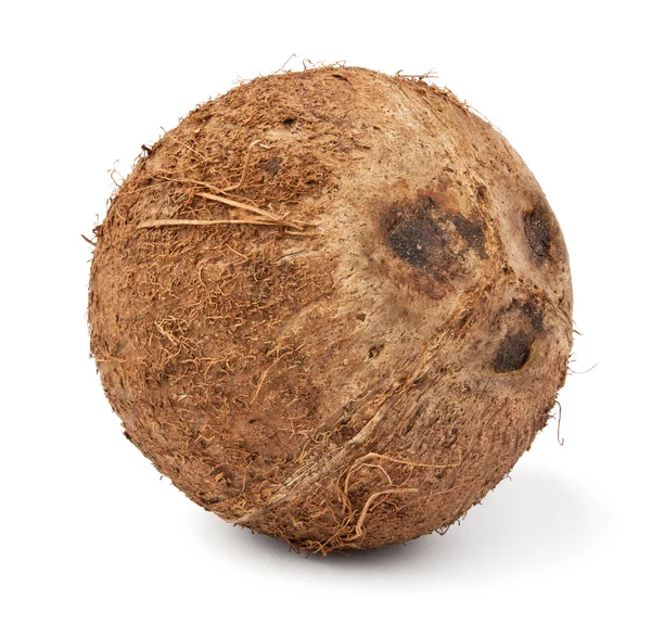 单个椰子 — 图库照片
