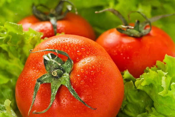 Tomatoes among lettuce — Stock Photo, Image