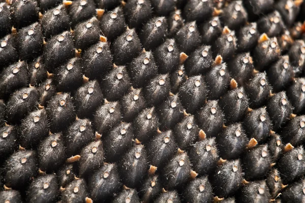 Текстура семян подсолнечника — стоковое фото